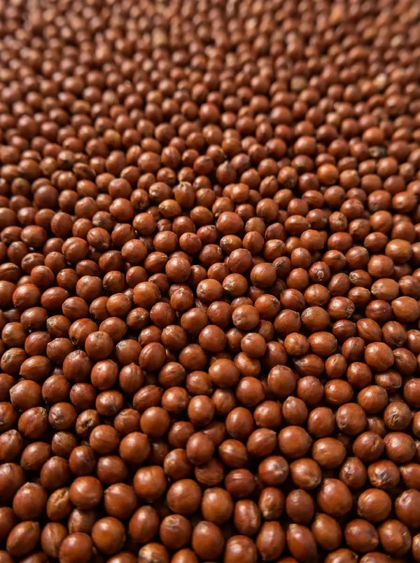 RED SORGHUM - High-energy red sorghum grains rich in nutrients, ideal for commercial poultry feed formulations, bird seed mixes, and livestock nutrition. (SEEDVAL B2B Wholesale)