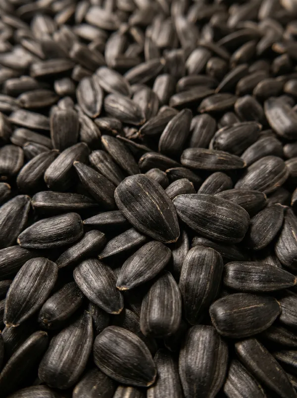 OILSEED SUNFLOWER - High-oil black sunflower seeds selected specifically for commercial oil pressing and industrial extraction mills — delivering maximum oil yield and crushing efficiency. (SEEDVAL B2B Wholesale)